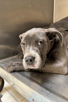 Minerva, a dog abandoned with tears in her eyes finds her forever home
