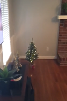A man has been left severely disappointed this festive season, after ordering the wrong size Christmas tree.