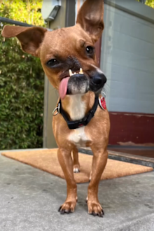 @thedailyjames posts Picasso, the crooked faced dog.