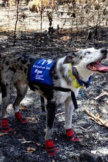 Bear the koala detection dog.