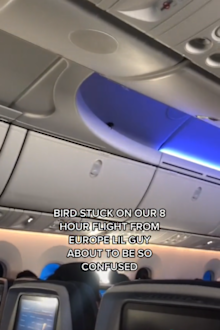 TikTok user shares hilarious video of bird trapped on long haul flight