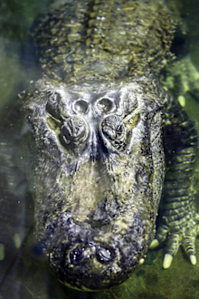 The zoo said the alligator was about 84 years old and died on Friday. (AP Photo/Mikhail Bibichkov)