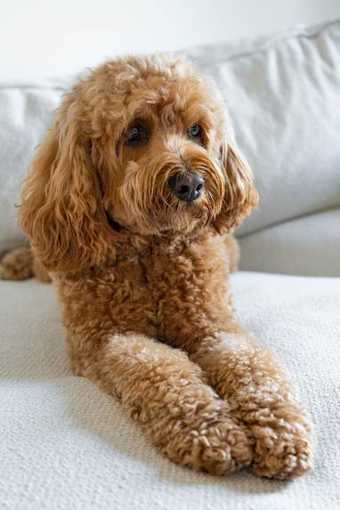 Cavoodle
