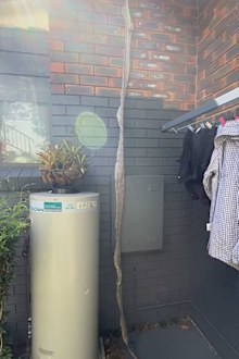 Buderim giant snake skin found hanging from roof - Sunshine Coast Snakecatchers 24/7 called in to help.