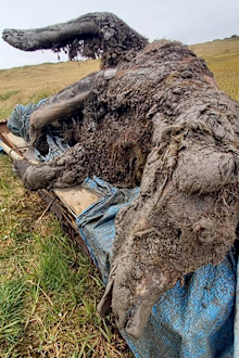 Reindeer herders in a Russian Arctic archipelago found the immaculately preserved carcass.