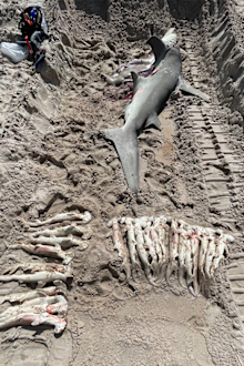 Scientists from the American Shark Conservancy took samples from the female shark and its unborn pups.