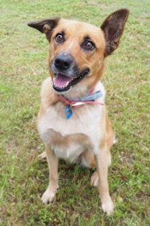 RSPCA Adopt a pet: Deena