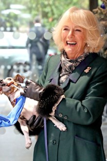 Camilla, Duchess of Cornwall with Beth, her jack-russell terrier, unveiling a plaque as they visit the Battersea Dogs and Cats Home to open the new kennels and thank the centre's staff and supporters on December 9, 2020 in Windsor, United Kingdom