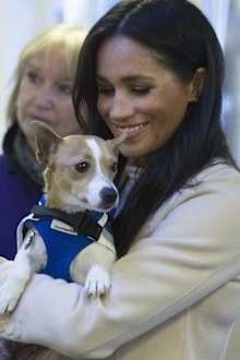 Meghan The Duchess of Sussex holds Jack Russel dog called "Minnie" during her visit to Mayhew animal welfare charity on Wednesday Jan. 16, 2019, to meet with volunteers to hear about welfare initiatives, community engagement and international projects carried out by the charity. 