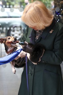 Camilla, Duchess of Cornwall with Beth, her jack-russell terrier, unveiling a plaque as they visit the Battersea Dogs and Cats Home to open the new kennels and thank the centre's staff and supporters on December 9, 2020 in Windsor, United Kingdom