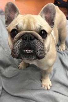 This French bulldog will cost $4500 to adopt.