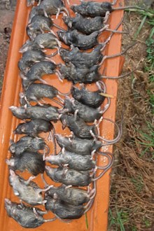 There have even been reports of hospital patients in regional New South Wales being bitten by mice as the horror rodent plague escalates.