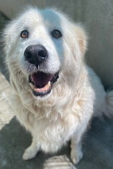 RSPCA Adopt a pet: Sugar