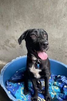 RSPCA Adopt a pet: Lola
