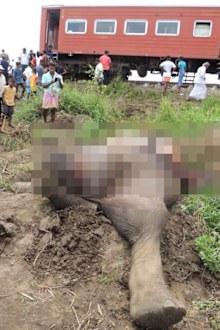 Sri Lankans look at an elephant killed by a train.