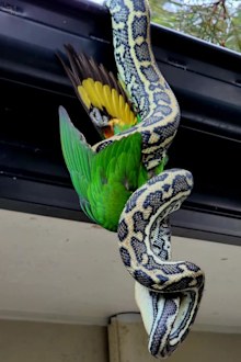 When the python dropped the bird, McKenzie felt it was 'extremely cold', which would have made it difficult for the reptile to digest. 