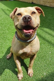 RSPCA Adopt a pet: Marla