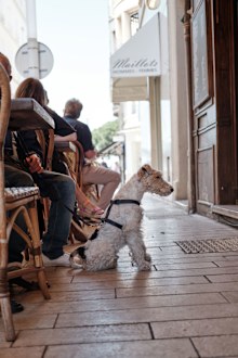 A wire fox terrier, known by some as the 'gentleman of terriers' sits in a cafe during the Cannes film festival.