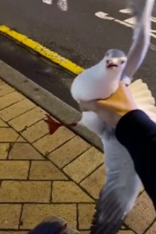 Man sparks outrage as he catches a flying thief: 'I'm quite scared of birds'