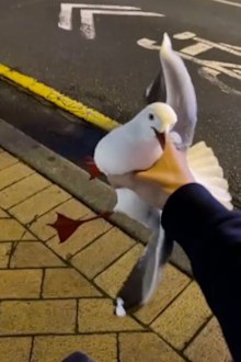 Man sparks outrage as he catches a flying thief: 'I'm quite scared of birds'