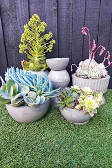 DIY concrete plant pots containing succulents