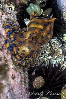 The blue-ringed octopus is one of the most venomous animals in the world