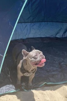 owner rants after dog walks into someone elses shade tent at beach