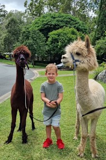 Archie at the Mountview Alpaca Farm.