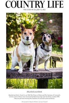 Camilla's own pet pooches Bluebell and Beth, both rescue animals from Battersea Dogs & Cats Home, appearing in the mag draped in pearls.