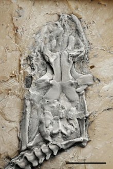 The head and body of the Messel python are almost completely preserved.