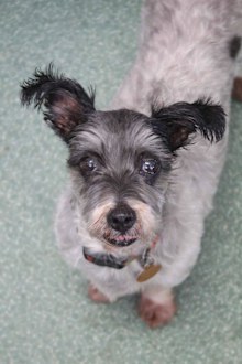 Doggie Rescue Ingleside: Alice