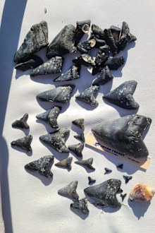 Venice Florida megalodon shark tooth