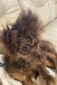 Woman shares photo of her Shichon puppy to facebook group that looks different to reference photo
