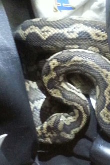 The snake was found in a backpack. (Victoria Police_