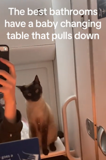 Woman's cat litter box on plane