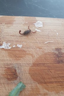 Aldi Ulladulla, scorpion found in head of broccoli