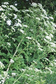 Mum warns against deadly 'poison hemlock' plant after daughter's horrible reaction.