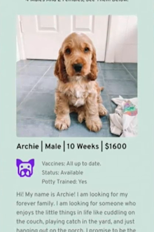 This ad is a scam. 