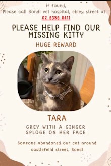 Katie Matthews and Bernardo Matuck from Queens Park near Bondi, took their cat, Tara, to Bondi Junction Vet Hospital to be cared for while they both went to see their families overseas.But in a text message this week, the vet confessed there had been a mix-up - and Tara was now missing.