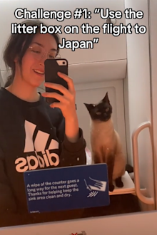 Woman cat litter box on plane