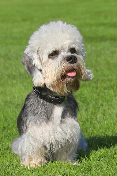 10. Dandie Dinmont Terrier