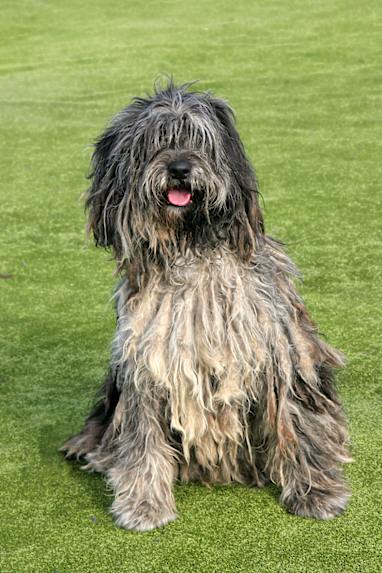 7. Bergamasco Shepherd