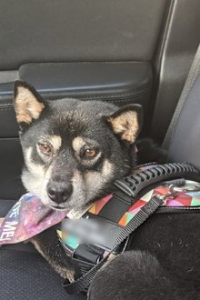 Facebook rescue dog note pet in car