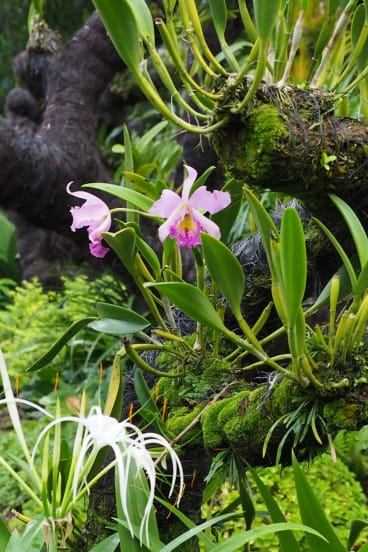 Gardening: Branch out and grow orchids in trees