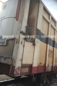 The hitchhiking koala was rescued by freight workers. (9NEWS)