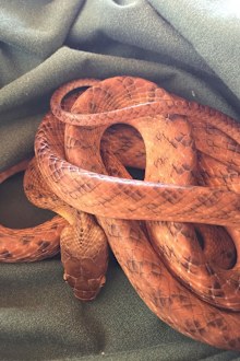 A brown tree snake which was rescued from being caught in a rat trap this week in Sydney