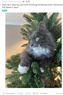 Cat sitting in Christmas tree