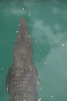 Crocodile