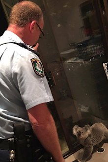Police were called to remove the koala. (Supplied/NSW Police)