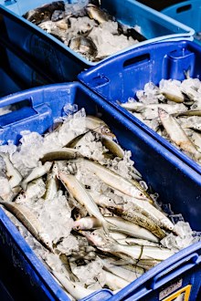 Sydney fish market